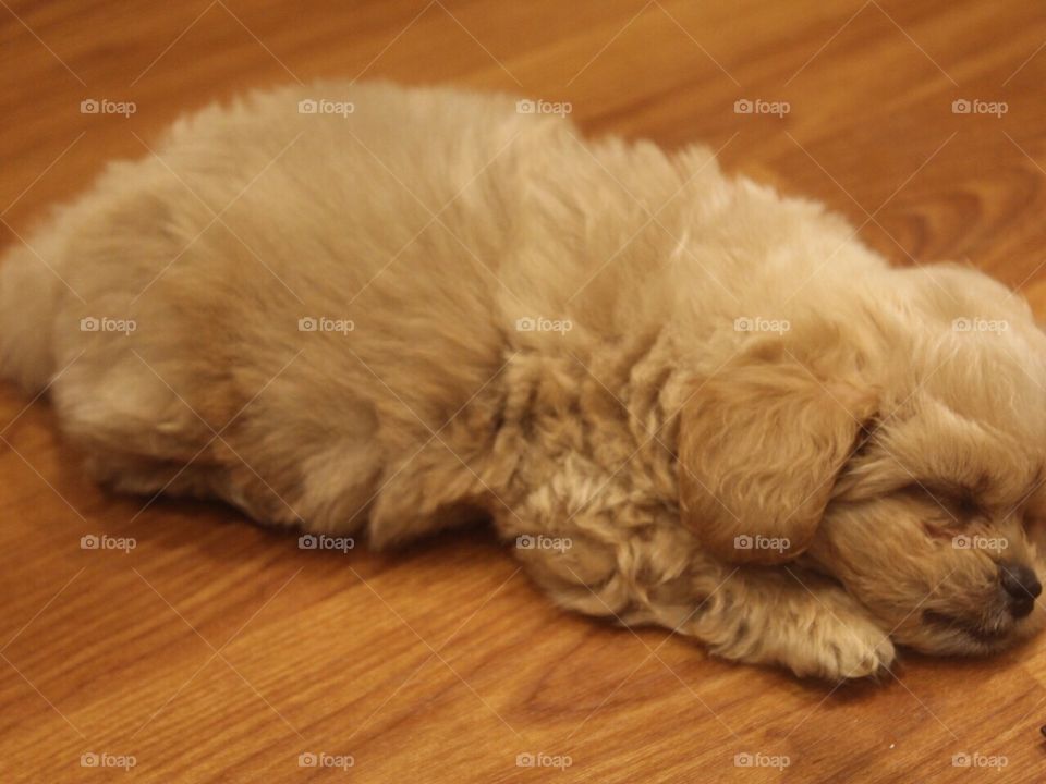 Dog sleeping 