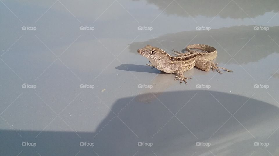 lizard on my car