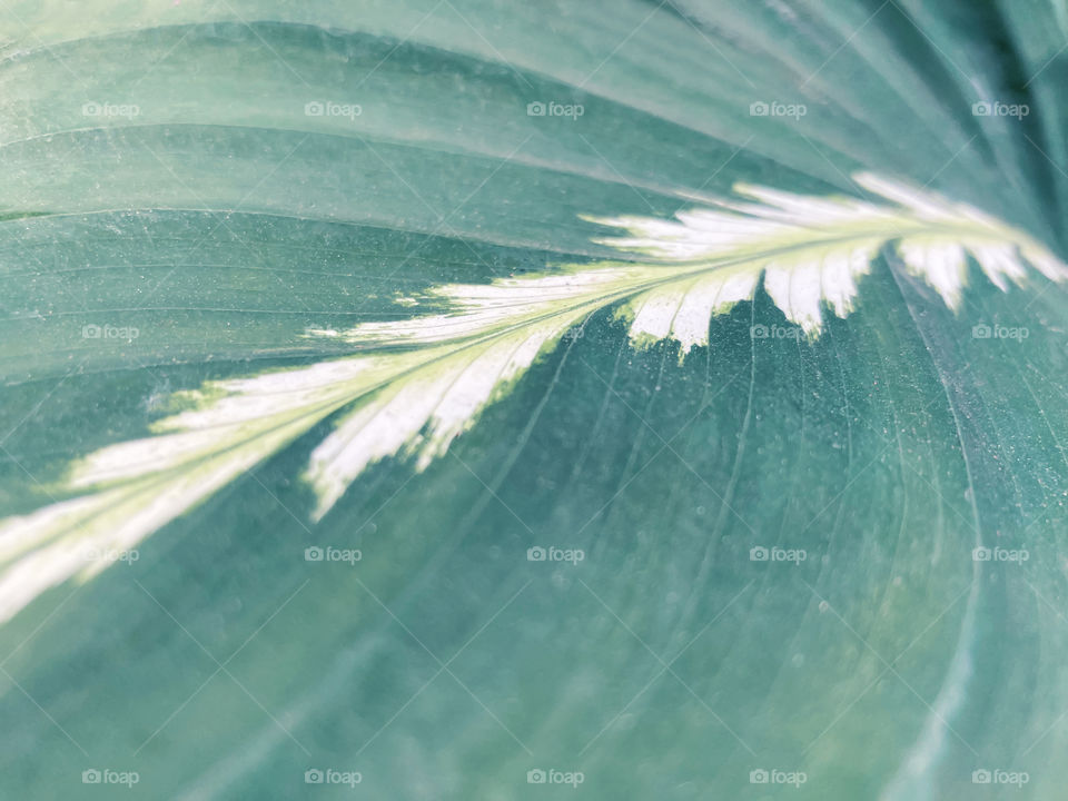 Green leaf texture 