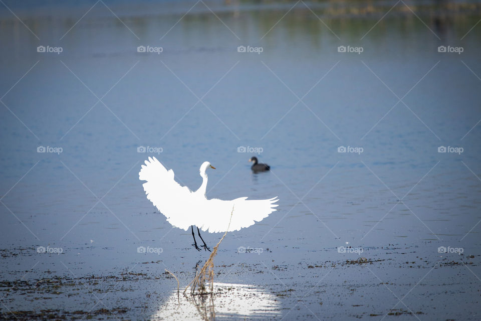 A story of an intermediate egret who was busy in break fast.... captured in motion....