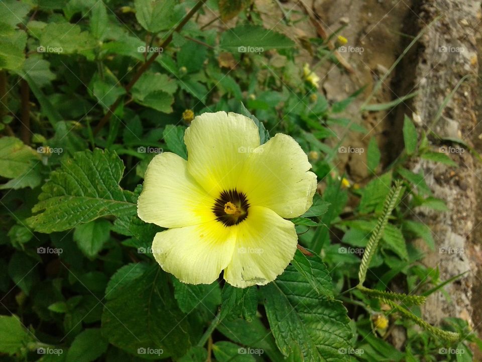 flor amarela