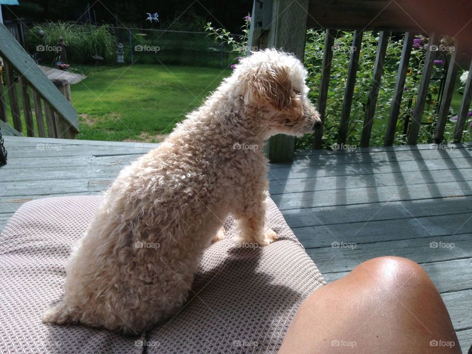 Dogs of the USA! Dog on porch recliner!