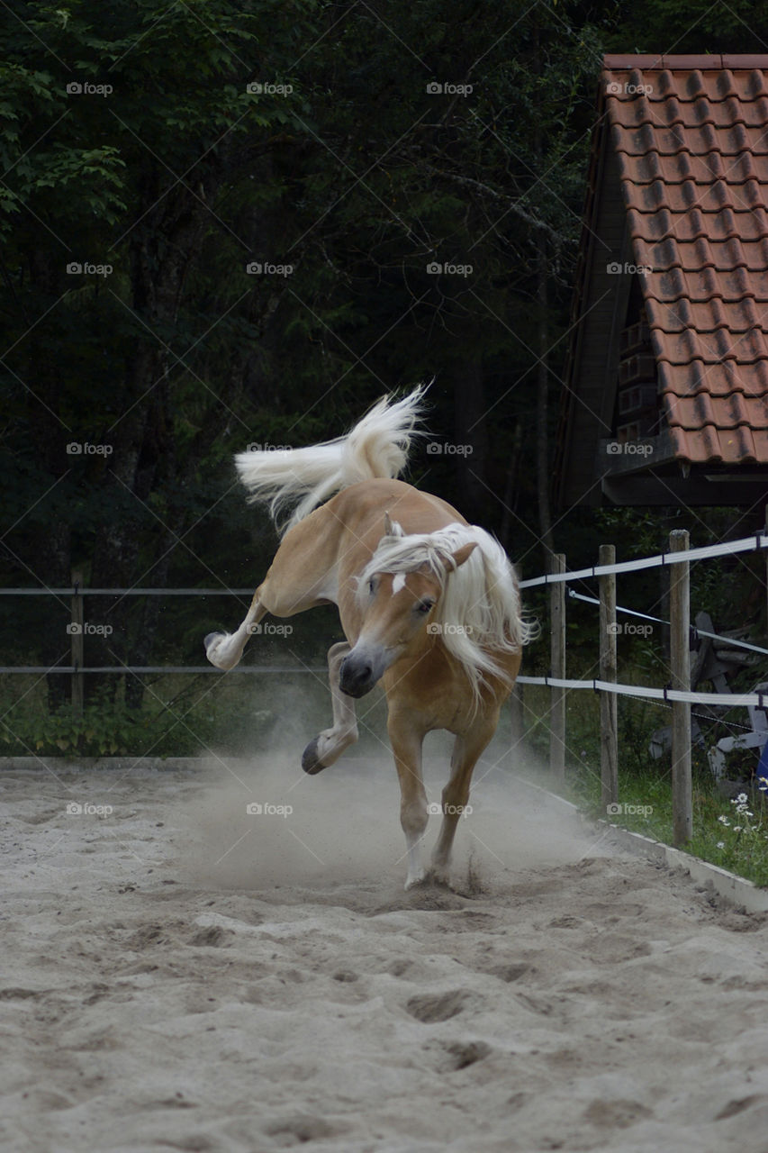 Another image of a blonde Haflinger breed horse kicking in the air while moving freely on a sandy place.