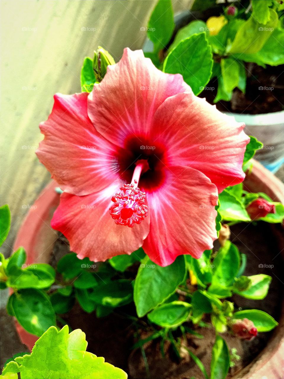 beautiful hibiscus 🌺🌻🌹🌷flower in our garden