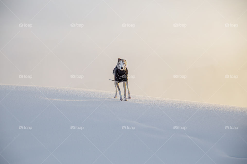 Freezing winter day with fog backdrop background portrays a whippet greyhound sighthound wearing a dogwear jacket rug blanket