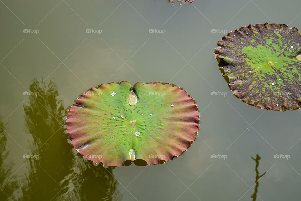 Lotus leaves with tree shadow in pond