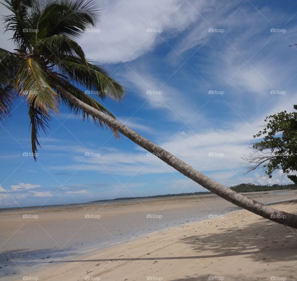 Palm laying on the beach