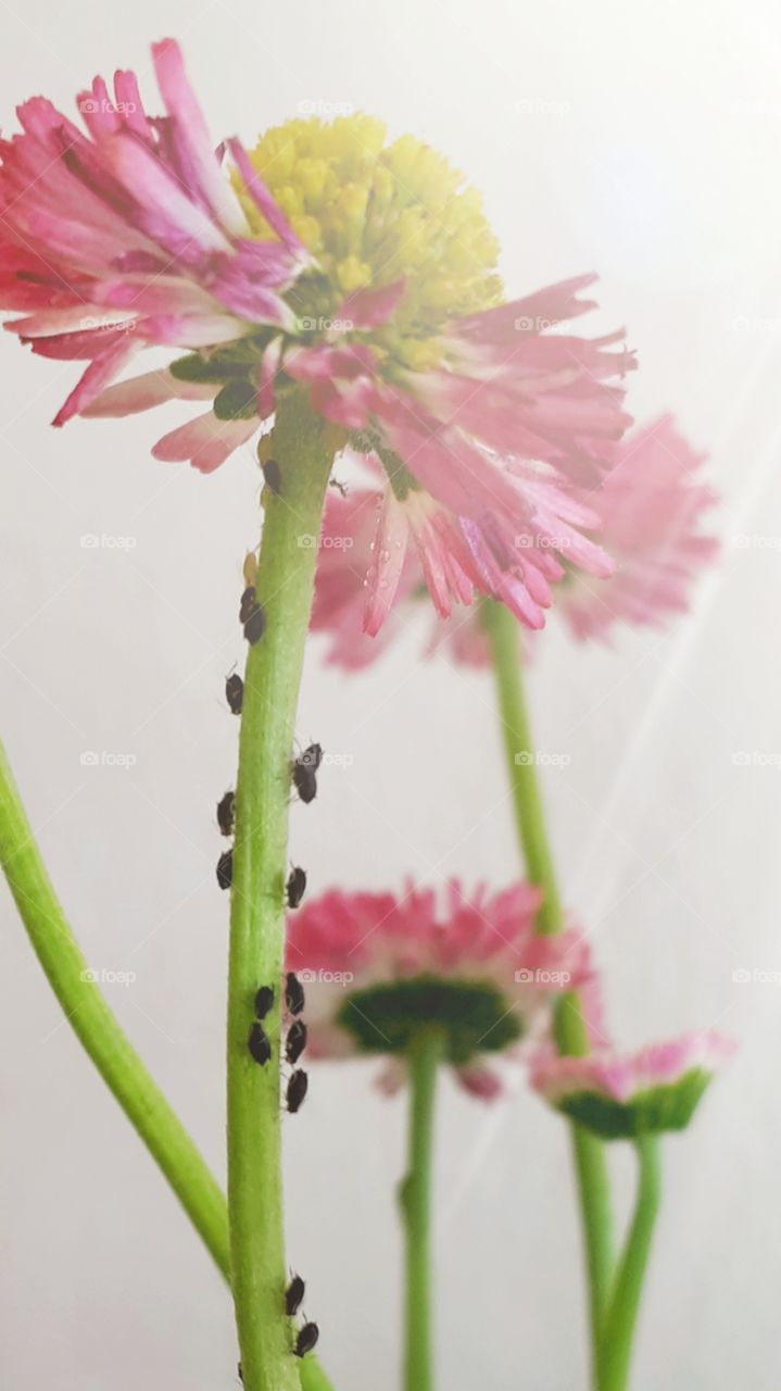 Guests on my daisy flower