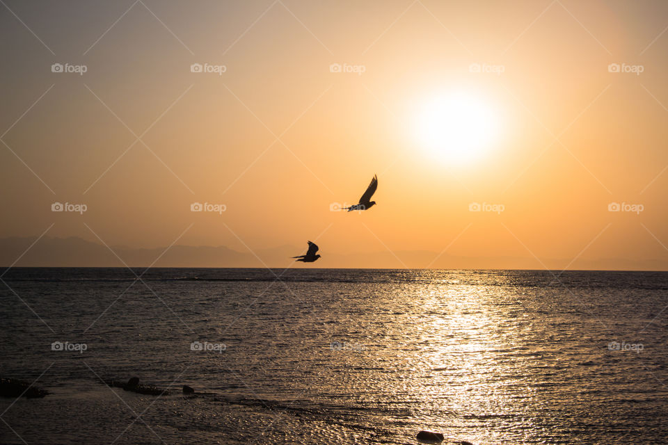 Birds flying through sunrise