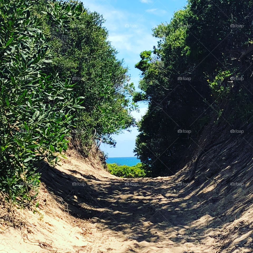 Summer Beach Path