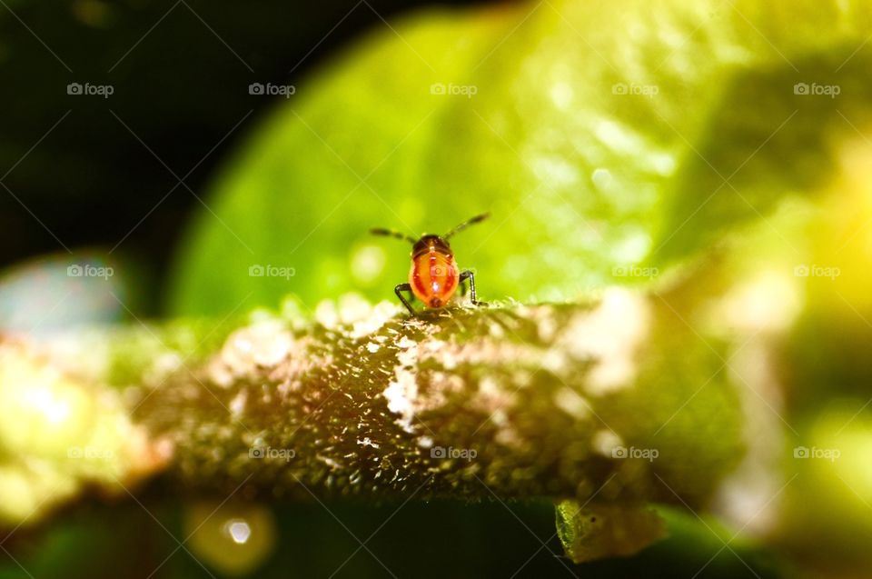 Macro photo of a very tiny bug.