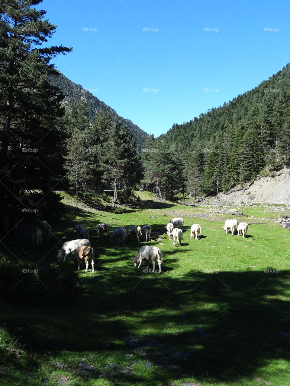 Cow eating grass in mountain