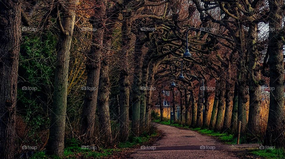 Tunnel of trees