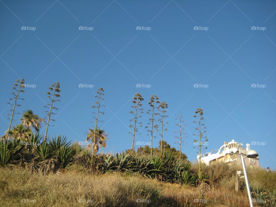 Plants in Tel Aviv lantern hill Israel blue sky