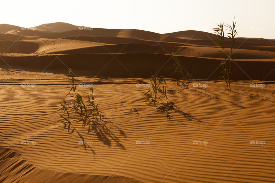 Desert sand dunes in UAE