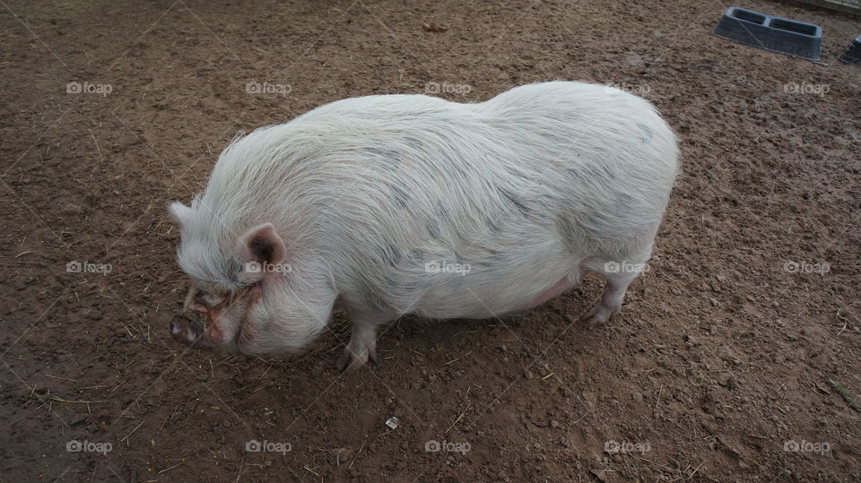 Big pig we saw at grapeland drivethru safari in Texas 