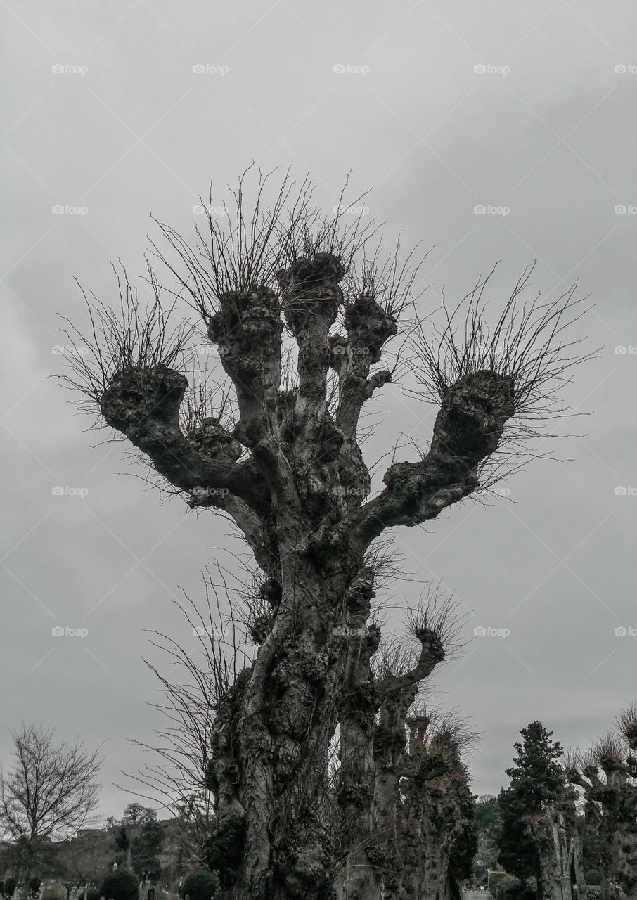 Weird trees in Newtown Powys Wales
