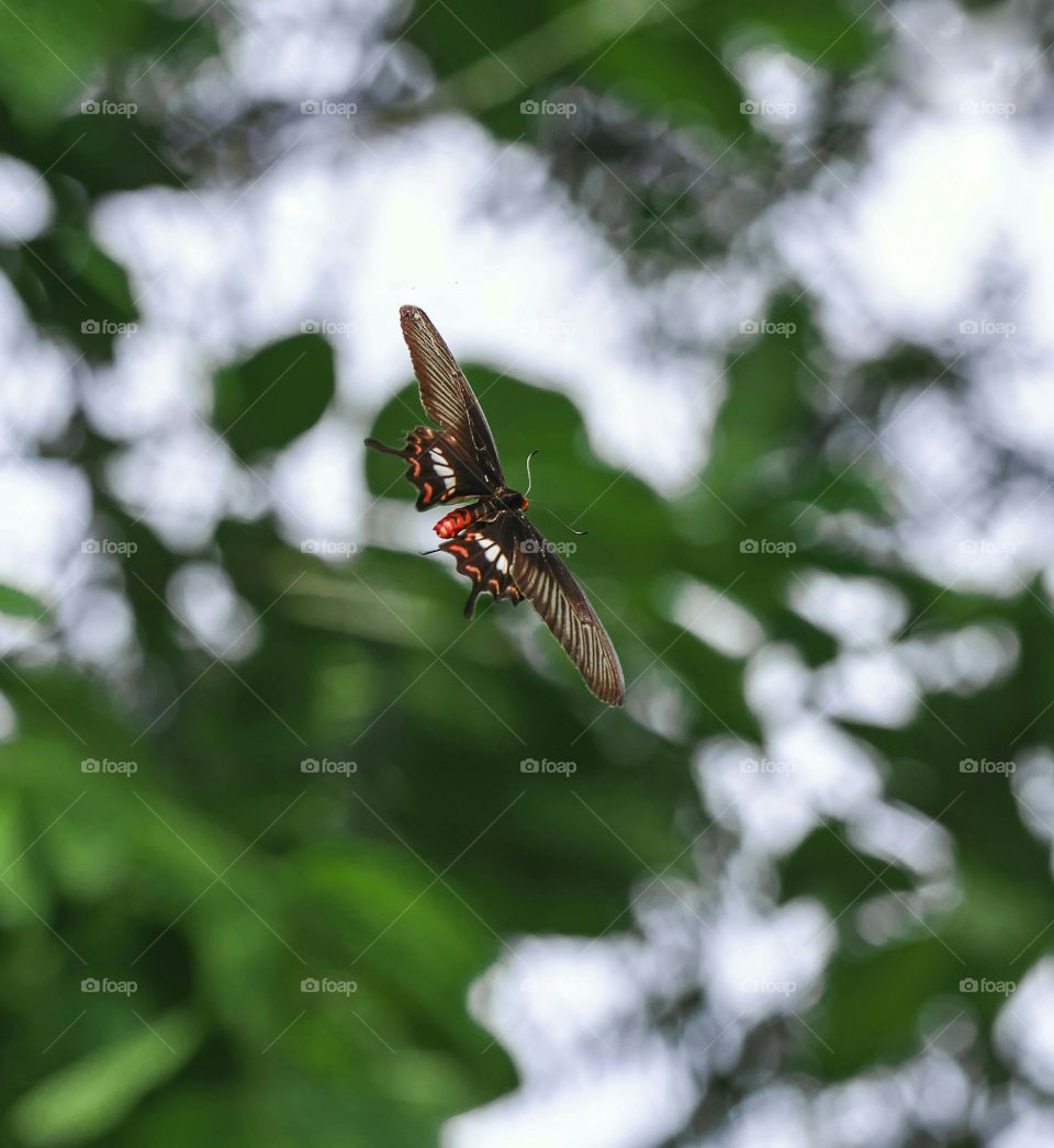 butterfly in flight mode