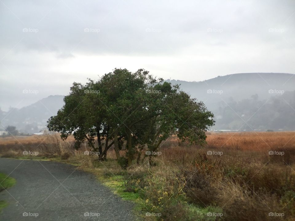 Foggy Park 