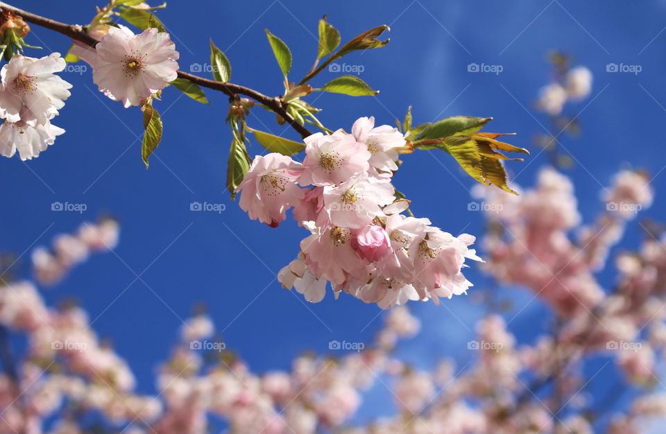 Low angle view of cherry blossom