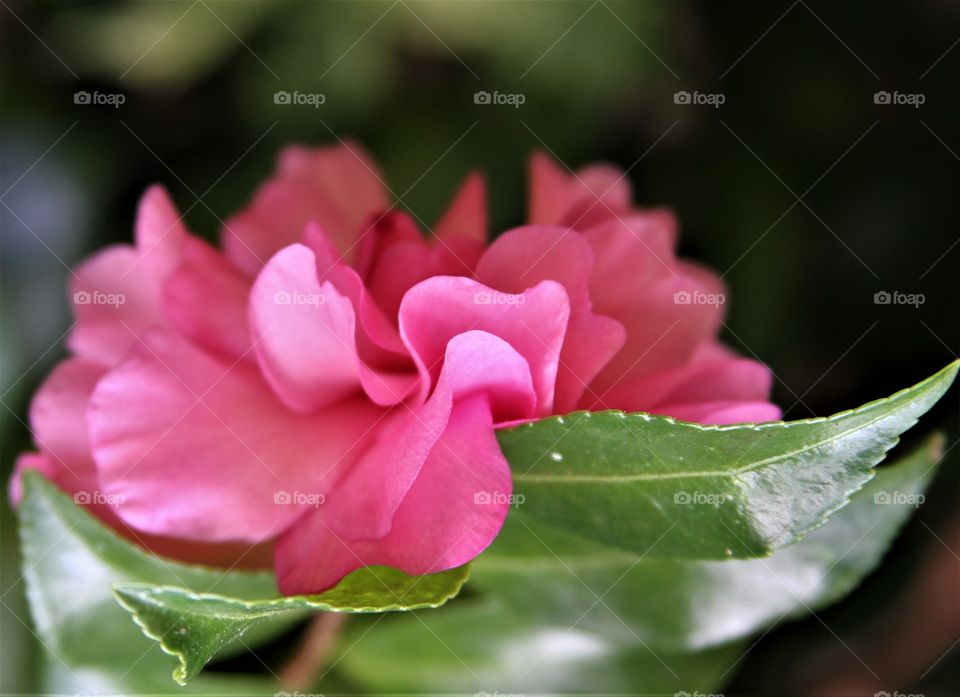 pink flower cradled by leaf .