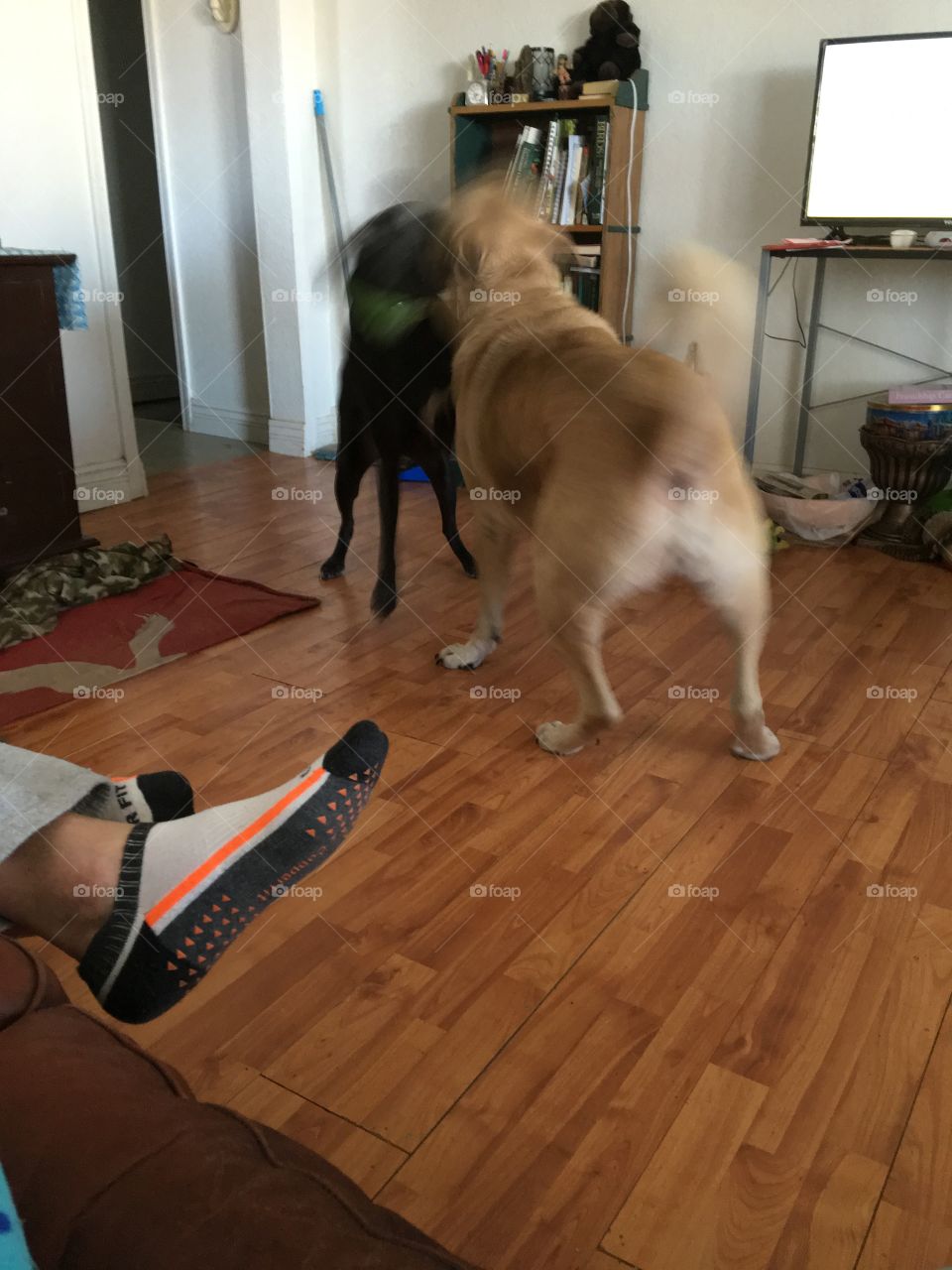 150 lbs & 85 lbs of fur playing indoors! They love each other and love to play inside and out.