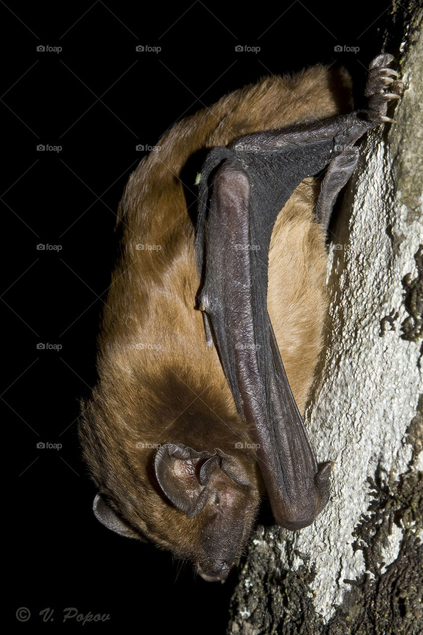 Noctule