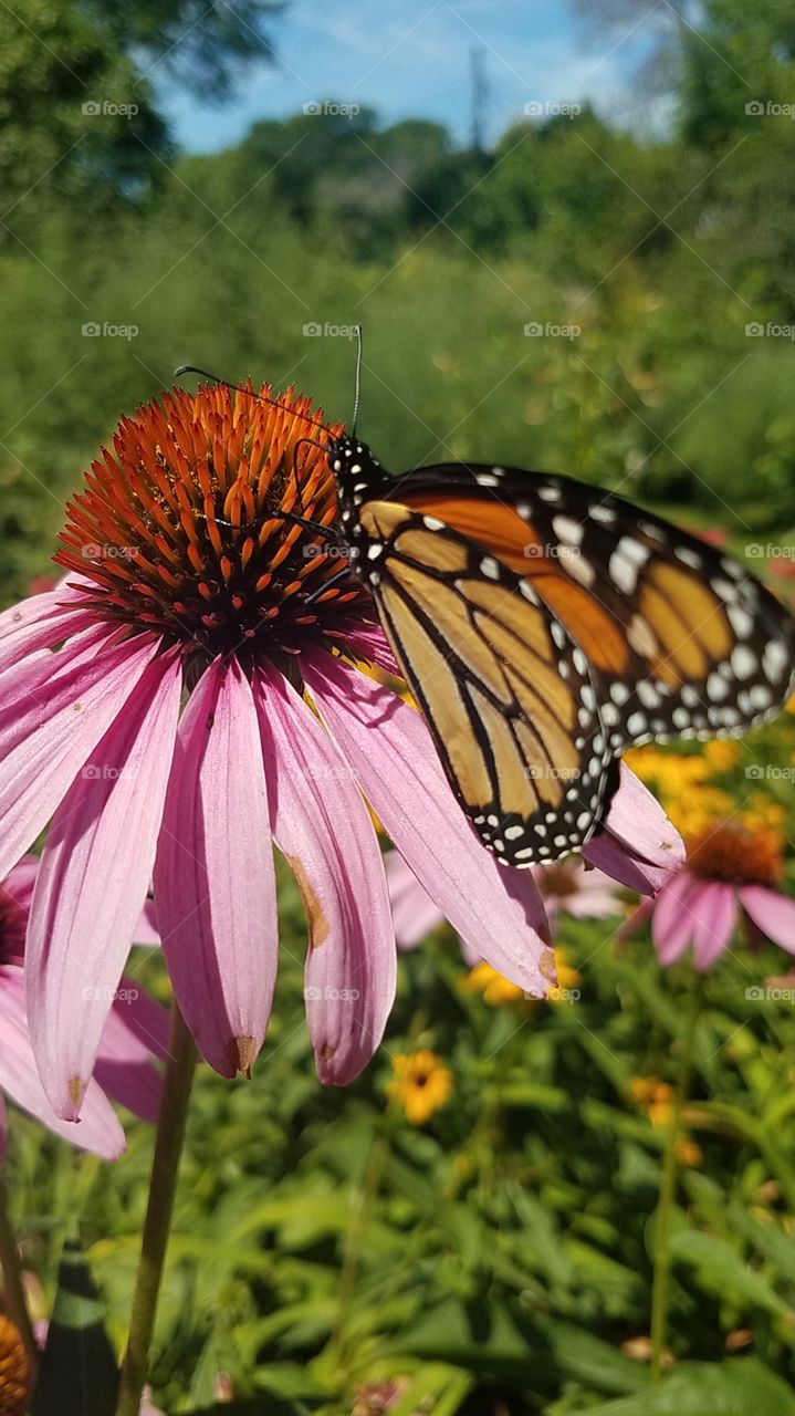 Monarch on Coneflower