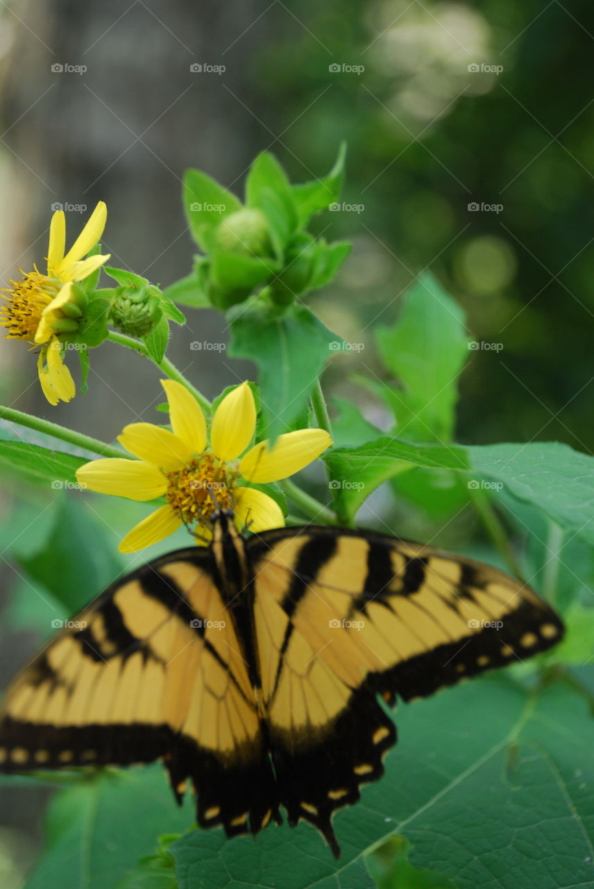 Yellow butterfly on flower 