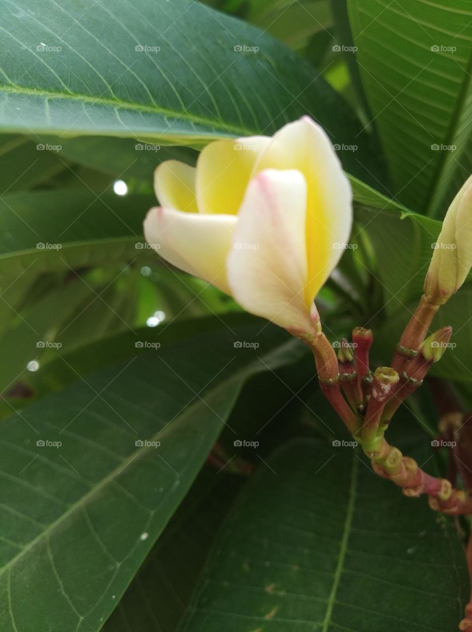 white and yellow flower seasonal fresh shurb small size looks very beautiful generally found everywhere