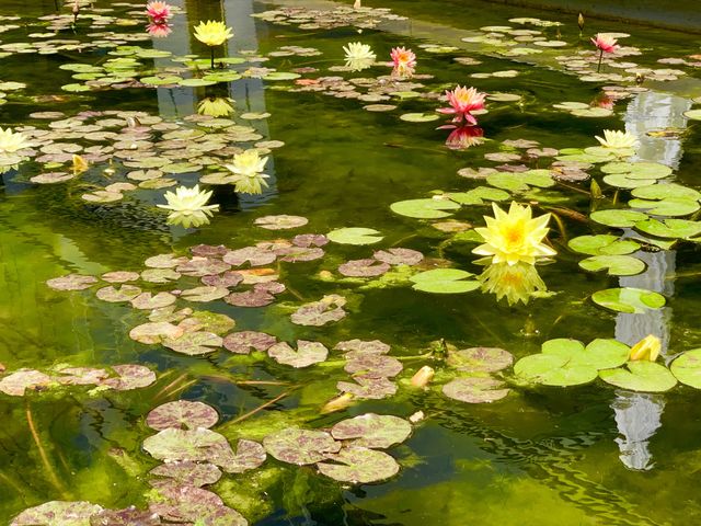 Lotus flower