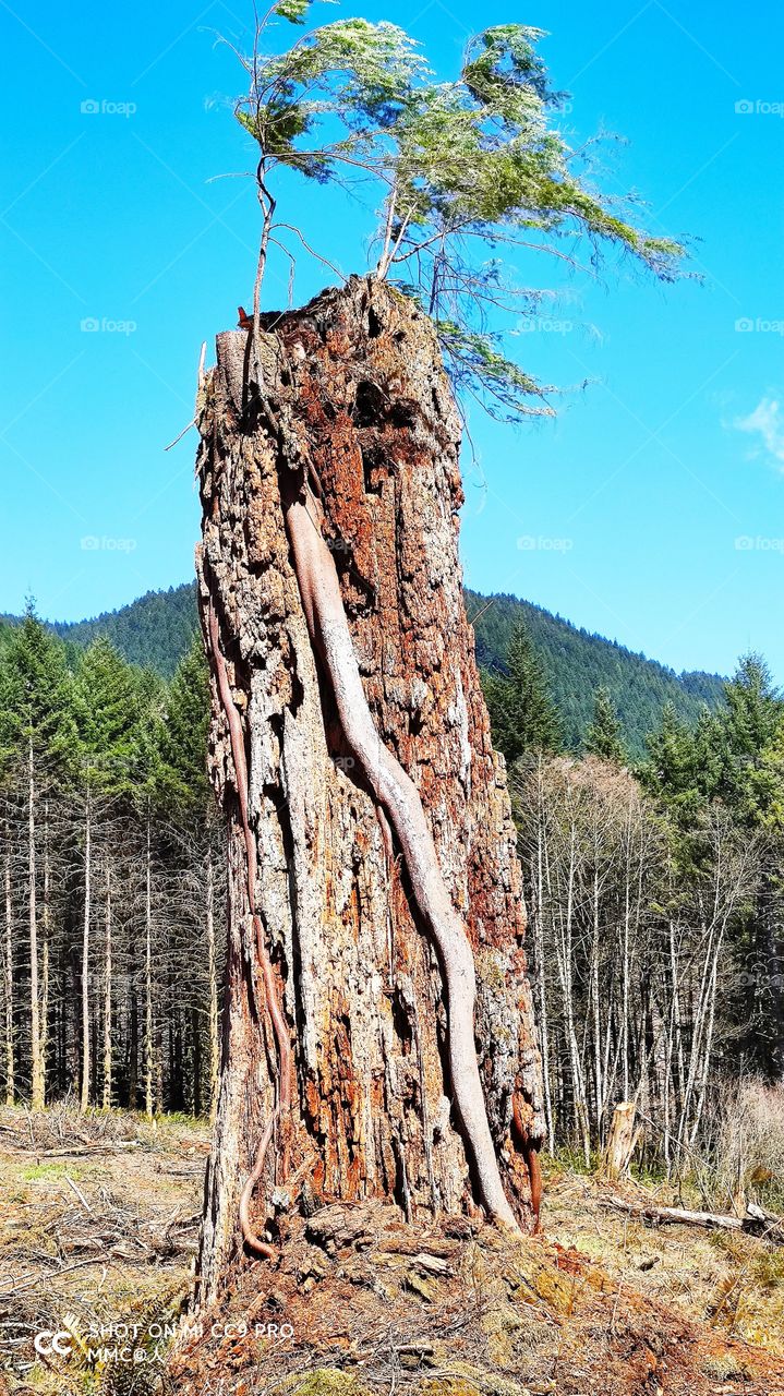 trees and forest series