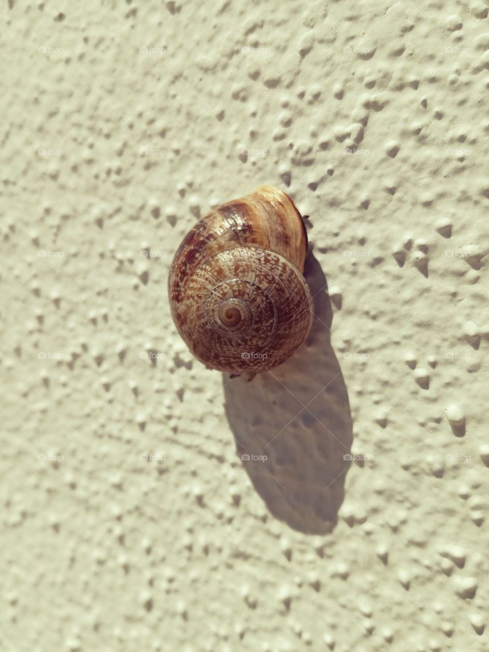 Caracol