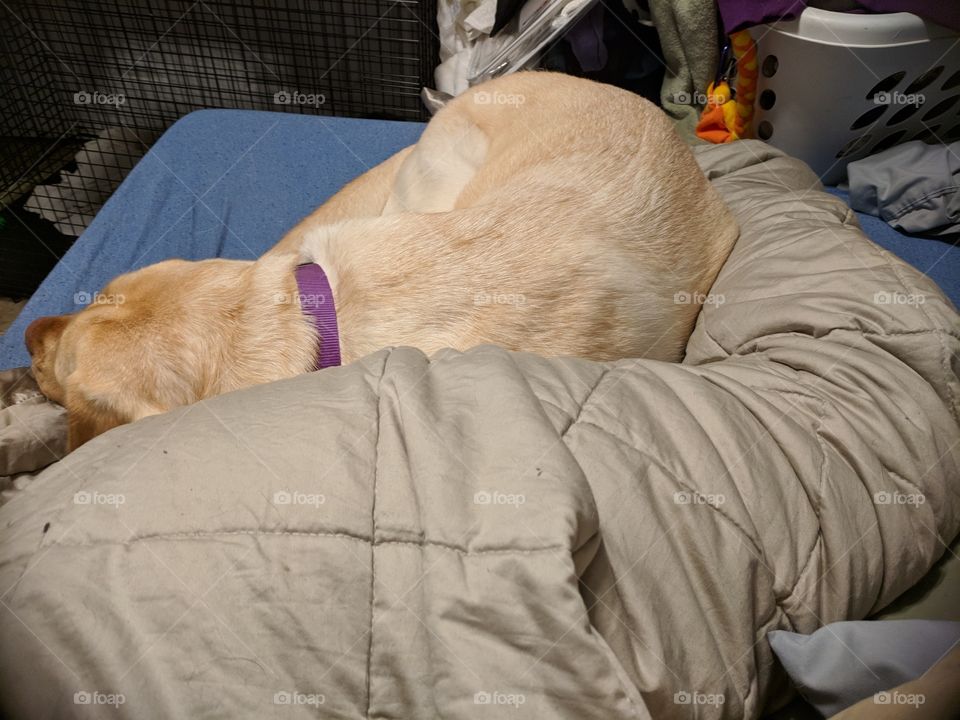 Service Dog Glued To Person To Reduce Nightmares