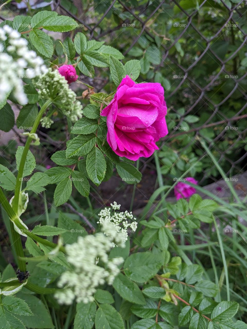Rain drops on the rose