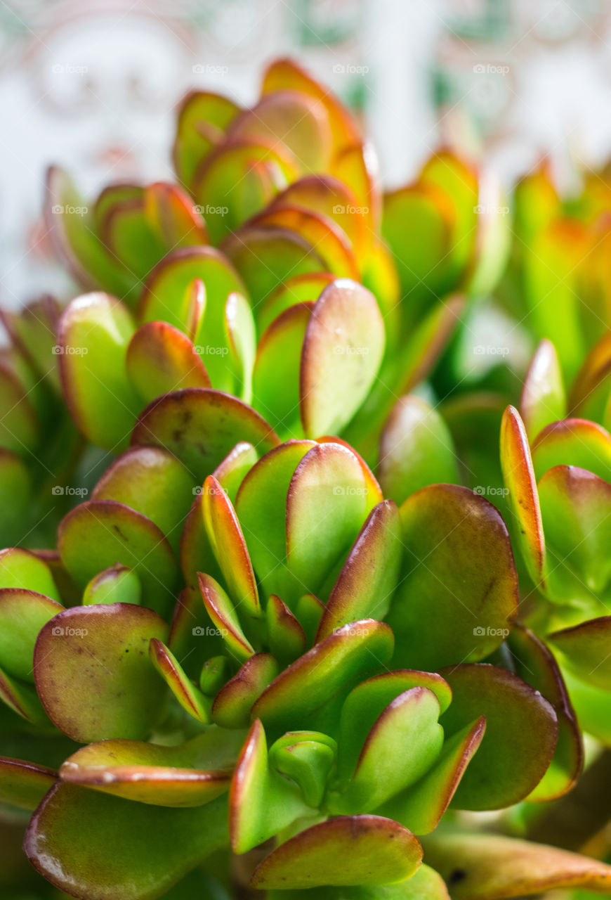 A portrait of a green and red money tree plant, against a blurred background of similar colour tiles