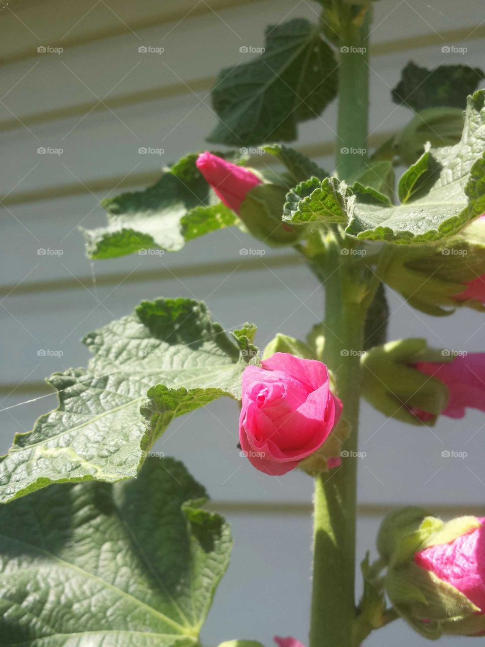skinny pink hollyhock