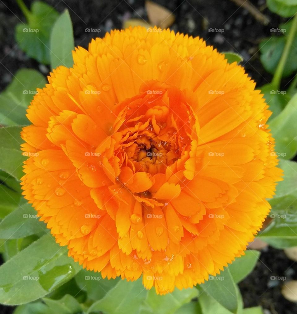 close up of a orange garden flower with water drops on its petals.