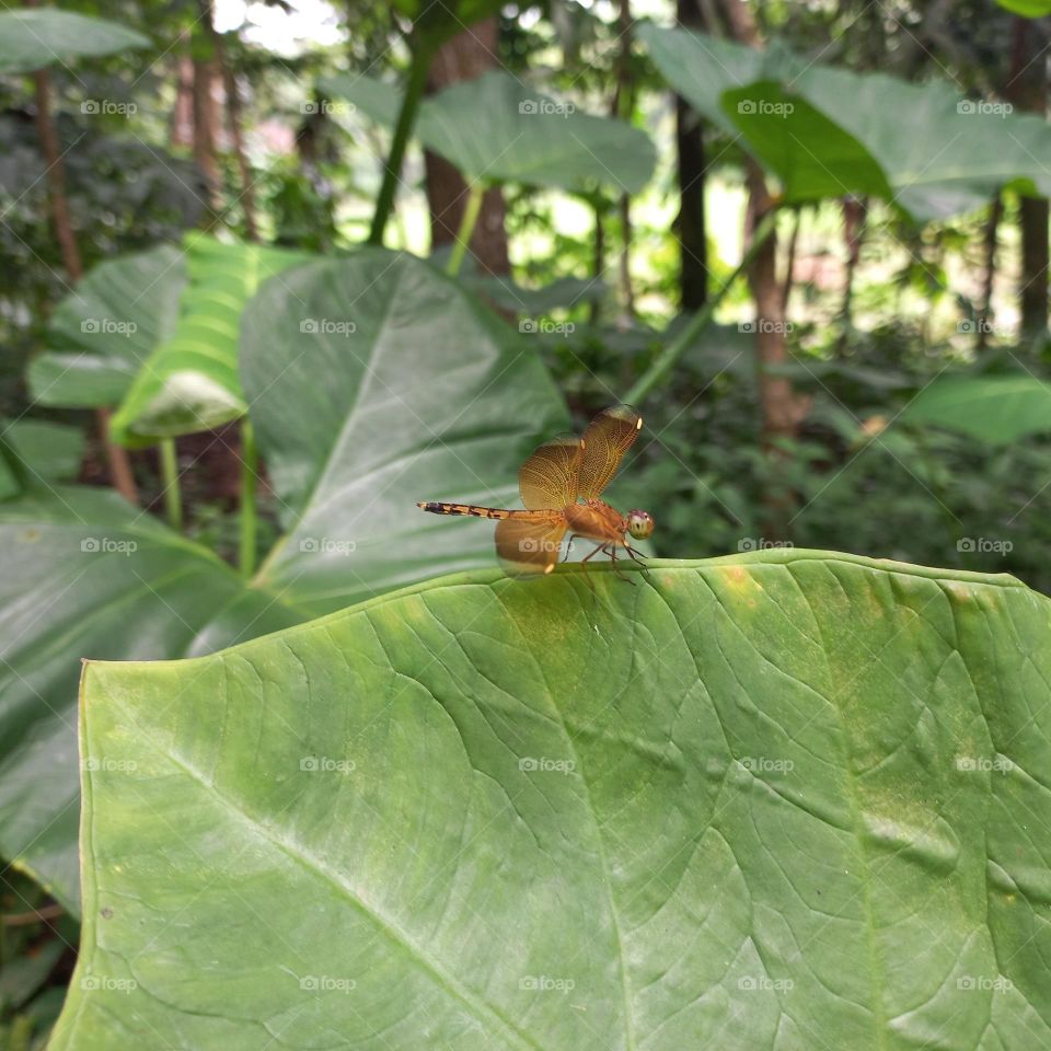 Dragonflies perch on taro leaves