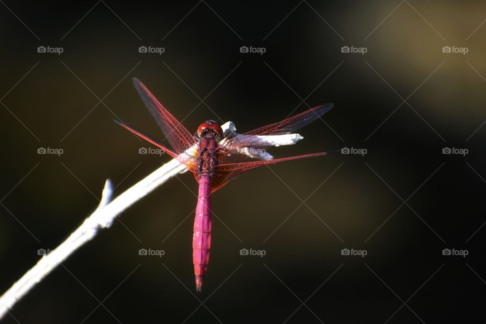 pink Dragonfly