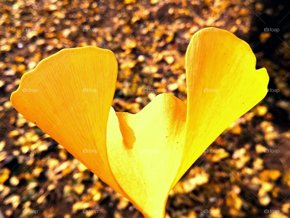 The golden leaves of the ginkgo trees in the park are particularly beautiful in autumn