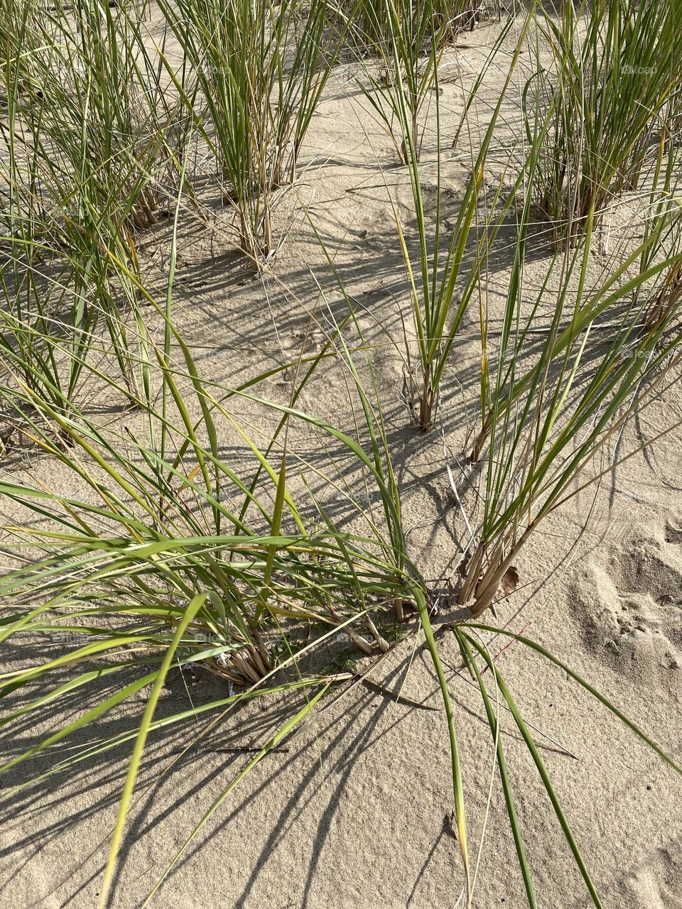 Beach grass