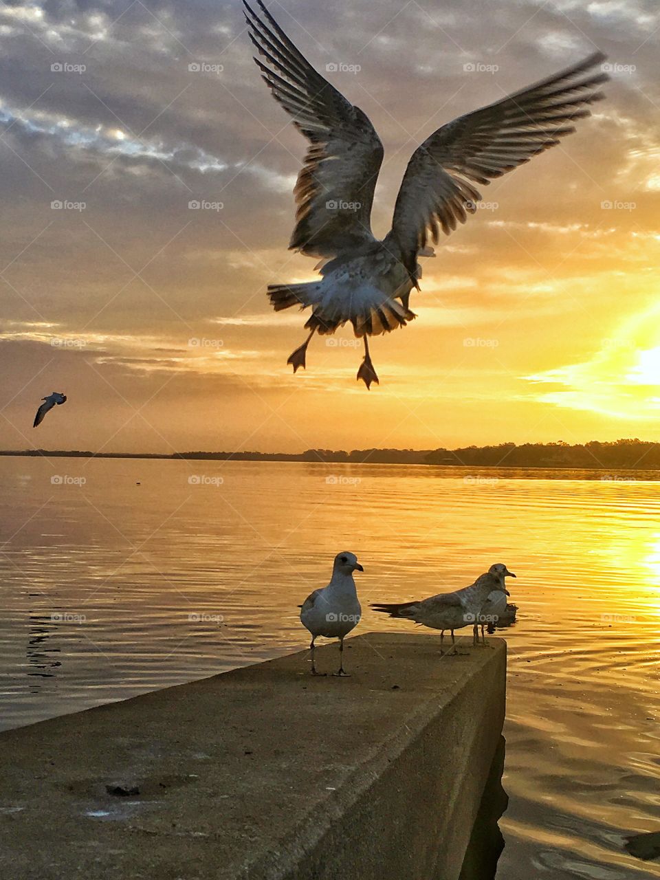 Seagulls