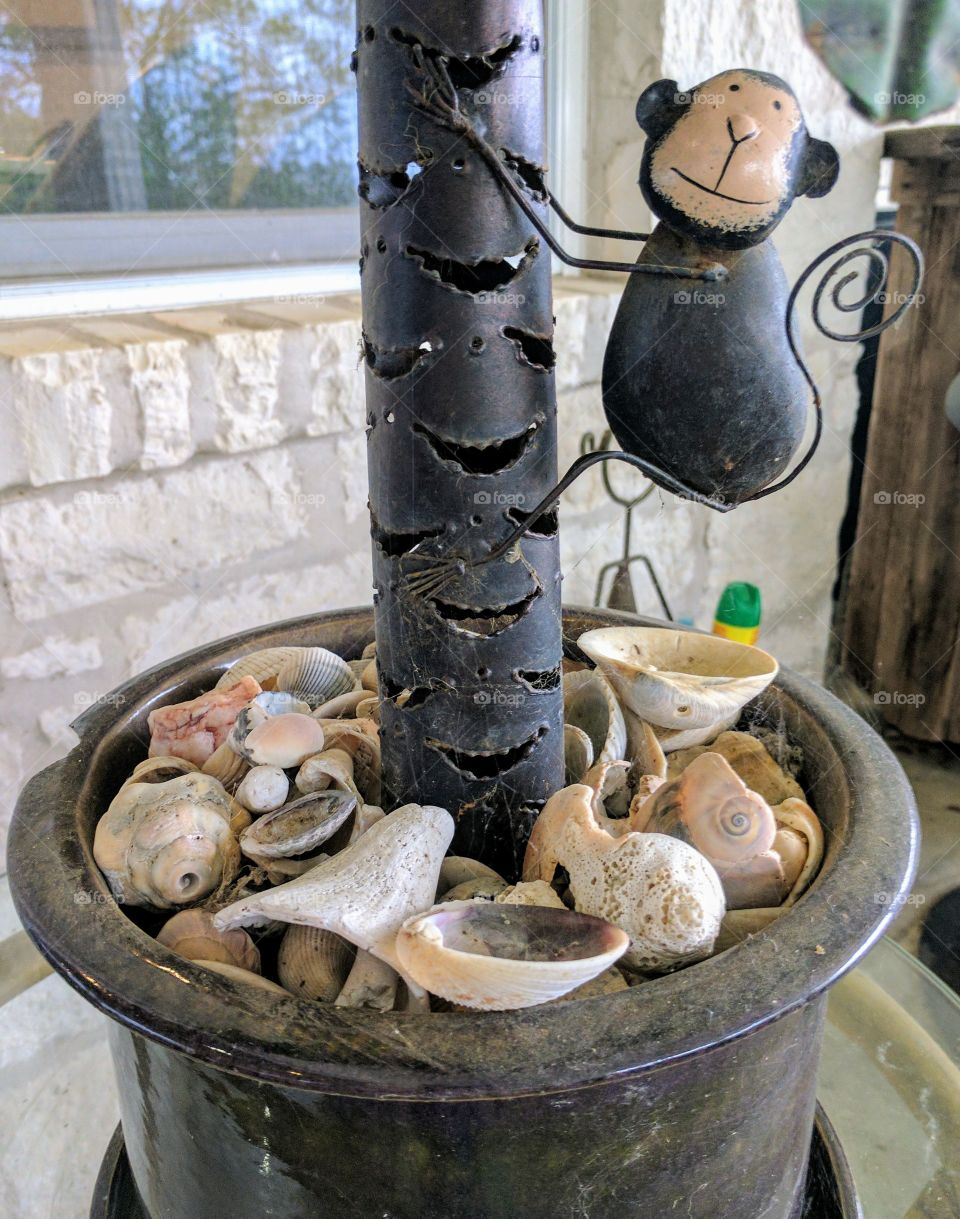 Monkey Shells