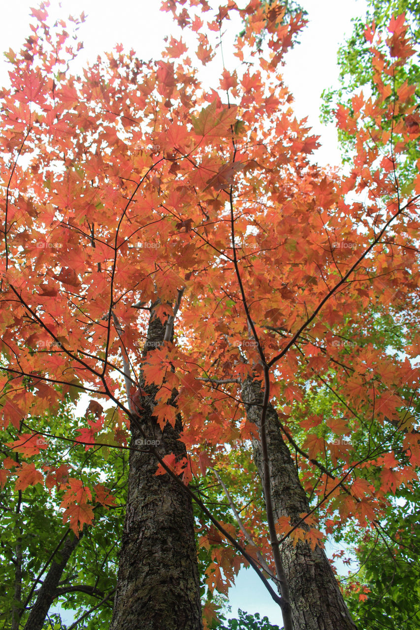 tree in autumn