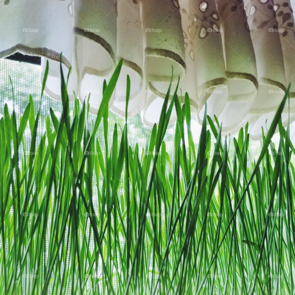 Wheatgrass In The Windowsill