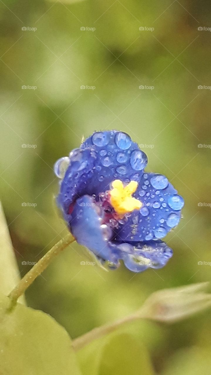 dew drops rush hour.