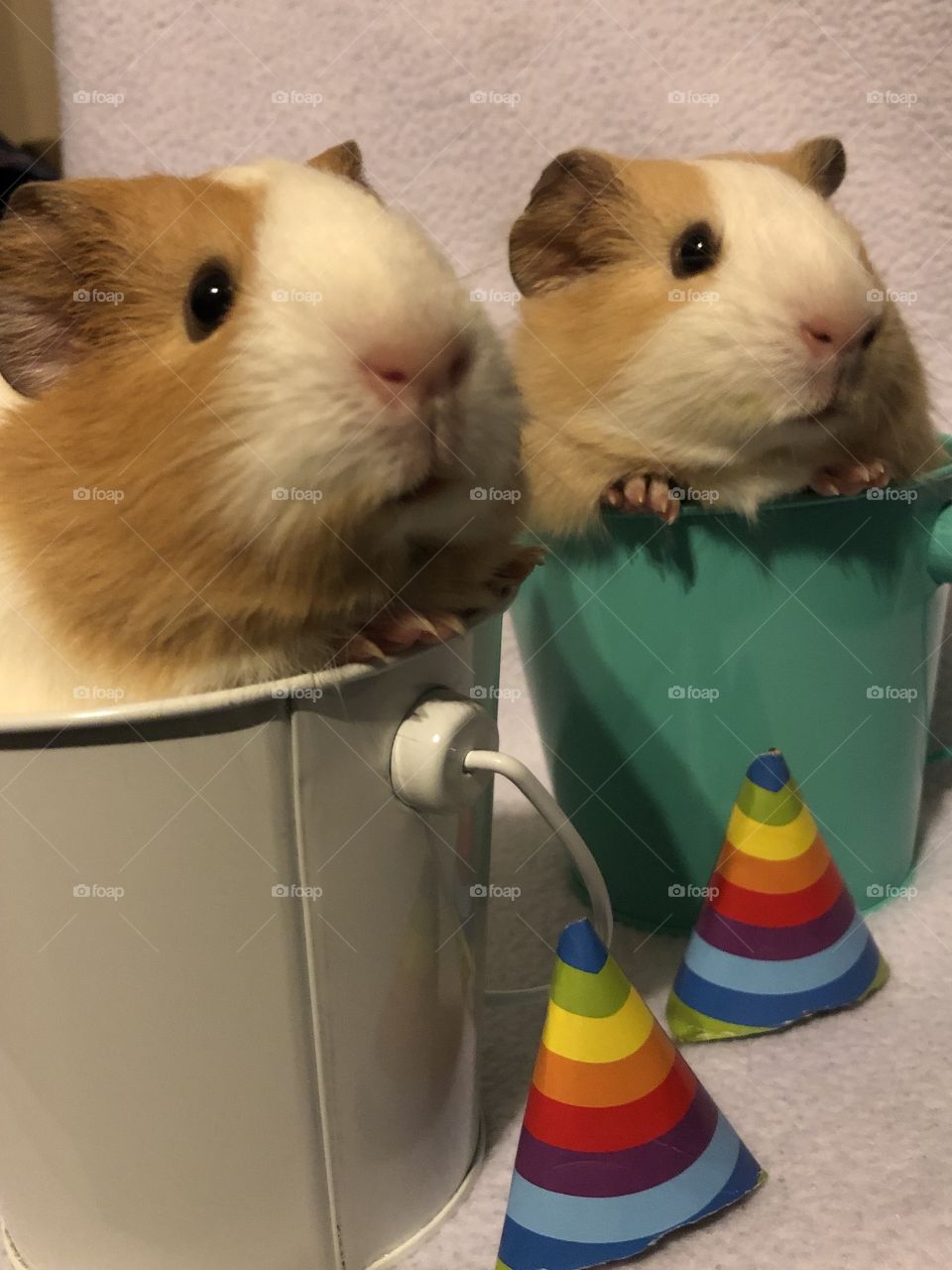 Two guinea pigs named honey and sugar