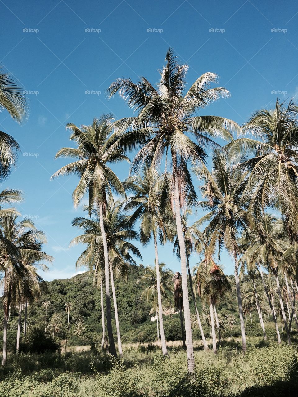 Palms. Thailand 
