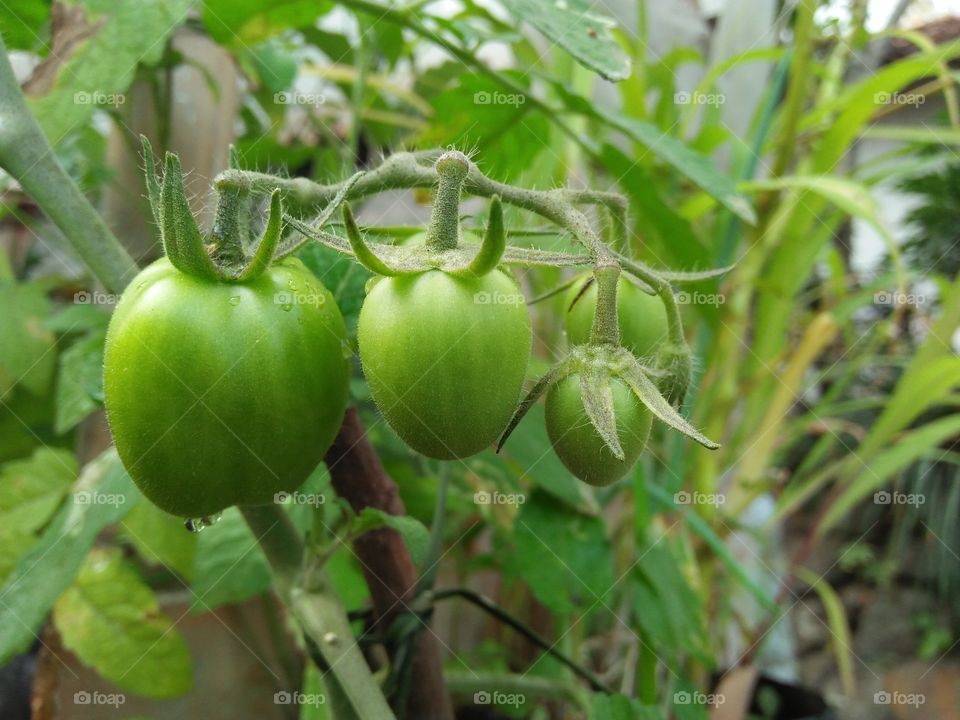 Tomato green 🍅🍅